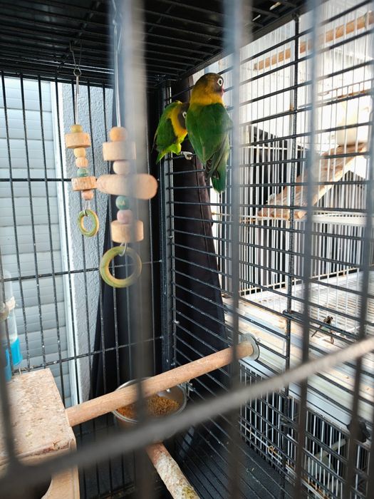 Agapornis Persunatus