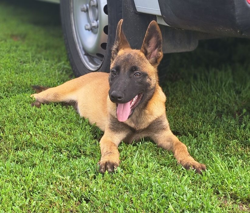 Owczarek belgijski Malinois piesek