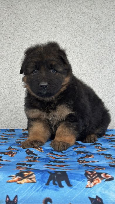 Цуценята німецької вівчарки КСУ