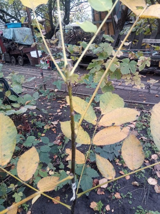 Грецький горіх привитий