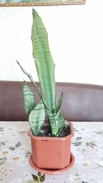 Продам сансевієрії