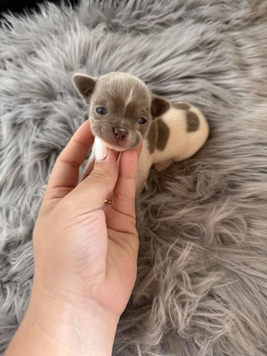 Menina  Chihuahua  lindissima “ de bolso.