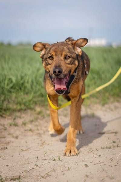 Łagodny nieduży Feluś szuka domku