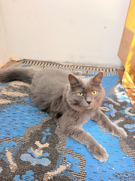 Віддам у добрі руки домашню кішку Шебу кошку кошеня