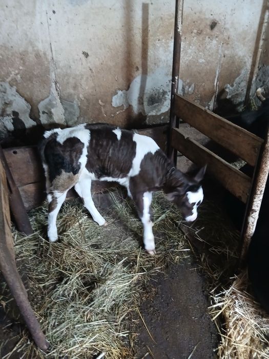 Продам  теличку  .        .