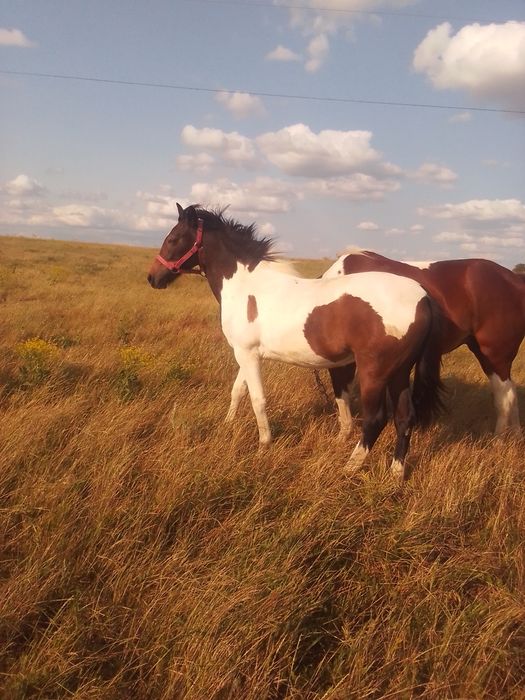 Продаю годічну Рябину