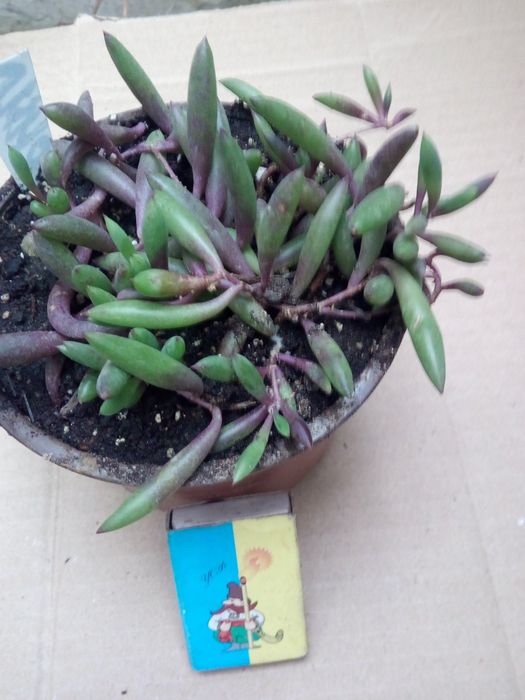 Суккулентное растение Отонна