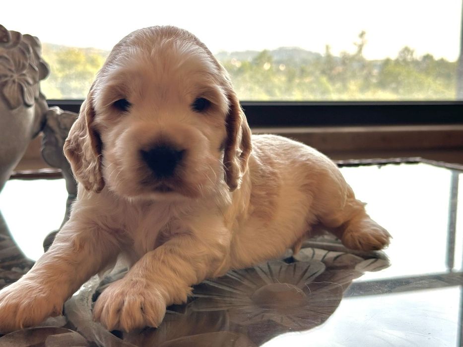 cocker spaniel  inglês