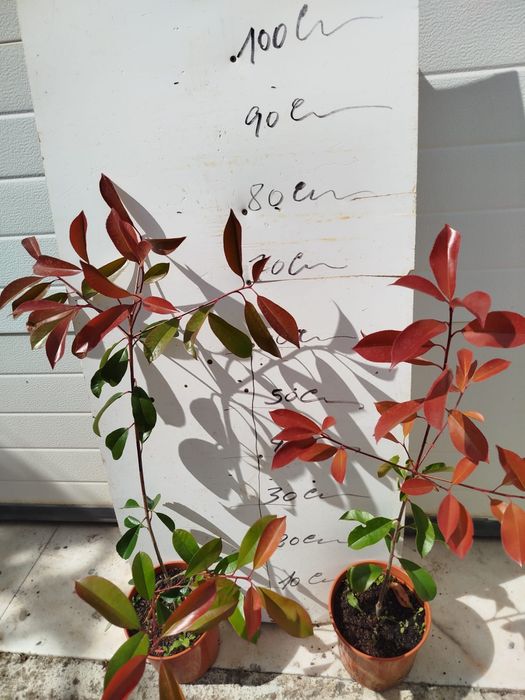 Photinias Carre Rouge