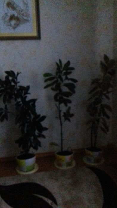 Фікус кімнатний .