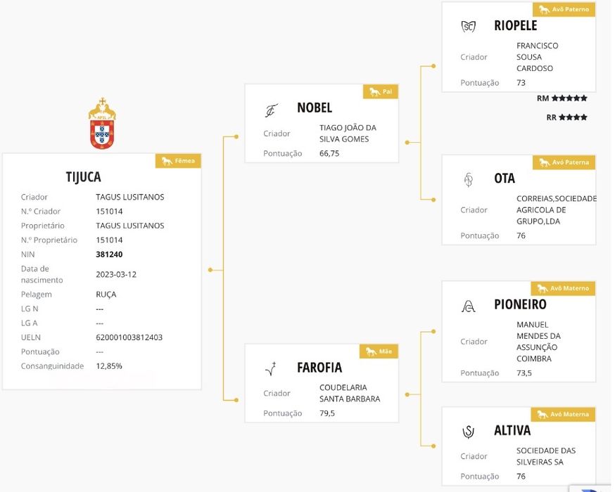 Poldra Lusitana Excelentes linhas para venda