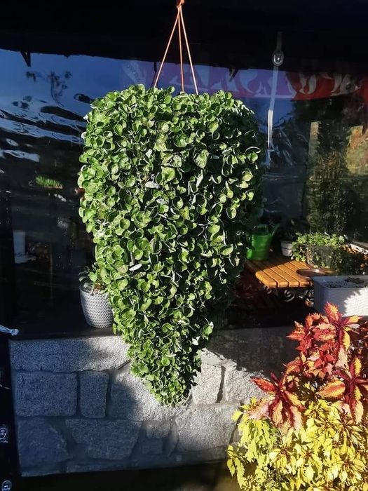Dichondra zielona 20nasion