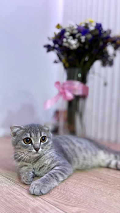 Кошечка в  дуже хорошу сімью