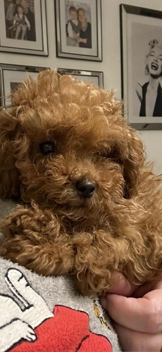 Przepiekna sunia Pudel Toy