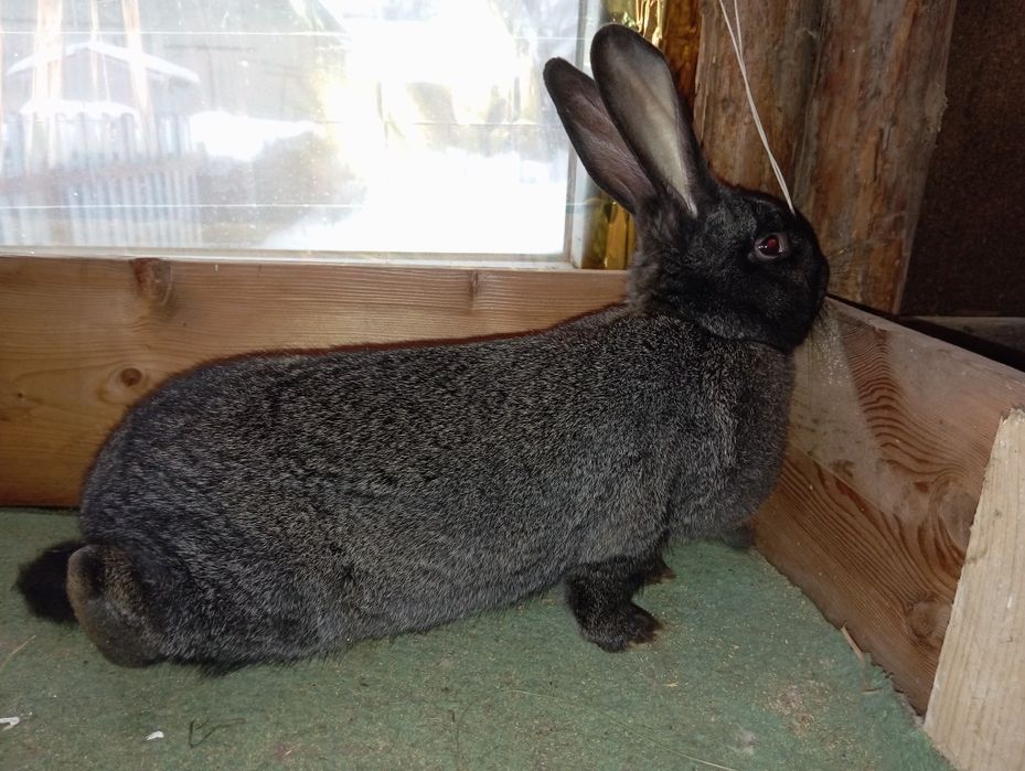 Продам кроликів.