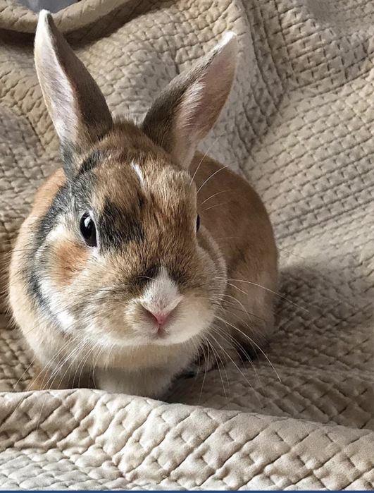 Декоративні кролики міні нідерландські мікро