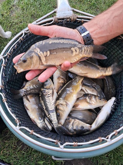 Karp kroczek 20-25cm
