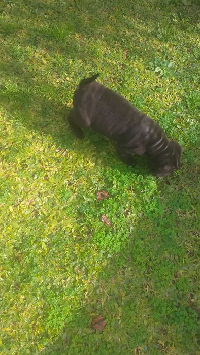 Shar pei fêmea  linda