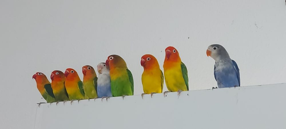 Agapornis Fischers Opalino.