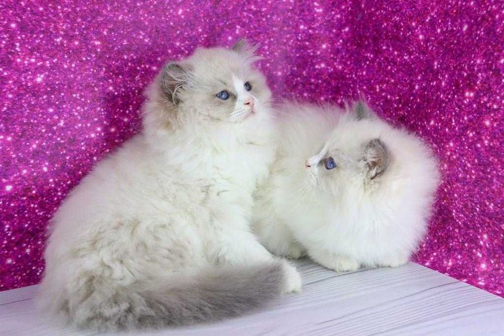 Регдолл є дуже товариською та доброзичливою породою