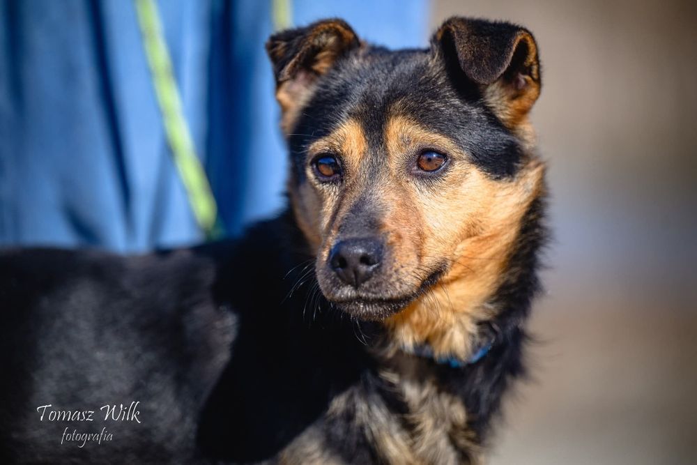 Niby bury, a jednak wesoły - mały Burek do adopcji