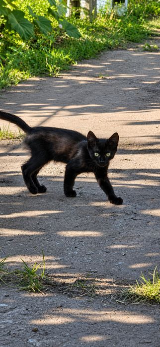 Отдам котят  в добрые и заботливые руки