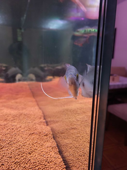 Gurami Red tail 15cm