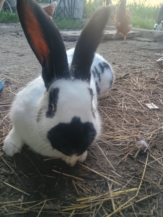 Кролі,строкач, фландер.