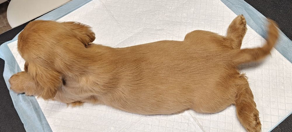 Cocker Spaniel suczka 4 miesiace