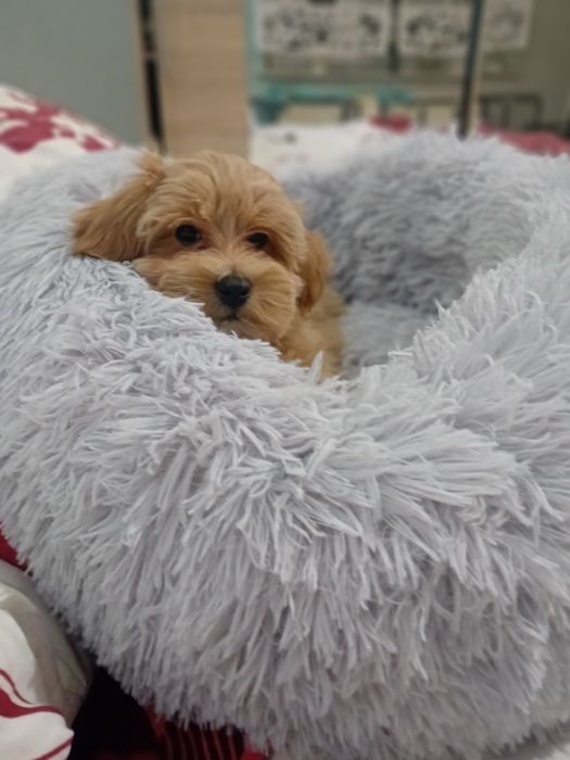 Maltipoo, maltańczyk, pudełek toy  suczka.