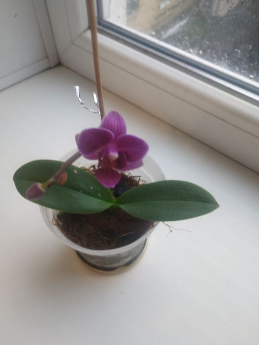 Продам  орхидею карликовую
