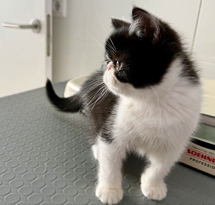 Gatinho Persa Exótico Premium ! Excelente Linhagem!