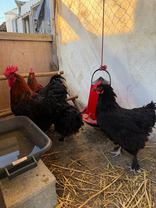 Marans Preto Cobre - Ovos e Pintos