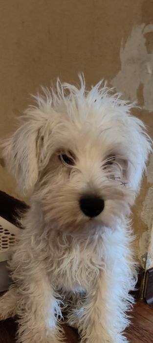 Щенки цвергщнауцера мальчики