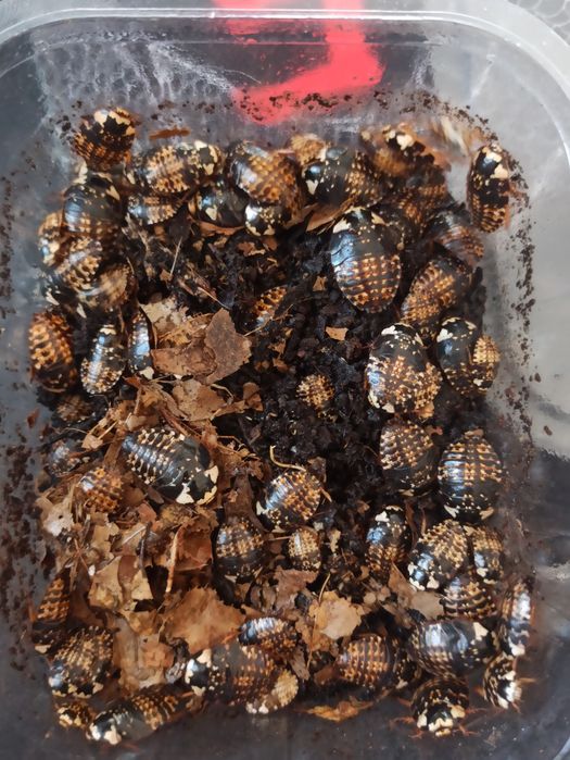 Karaczany Gyna caffrorum