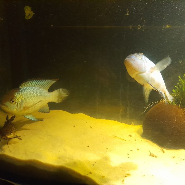 Pielęgnice Akara Electric Blue