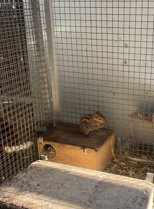 Wiewiorki chinskie para