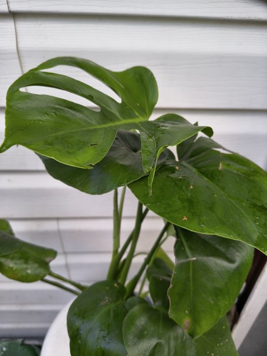 Duża Monstera Deliciosa - Filodendron Dziurawy