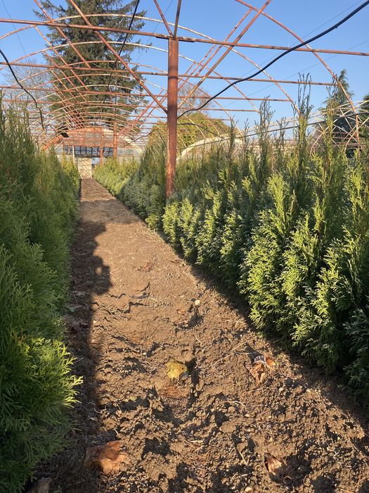 Thuja smaragd columna