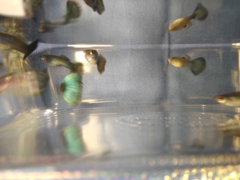 Аквариумна рибка  гуппі, меченосець, золоті. Пересилаю