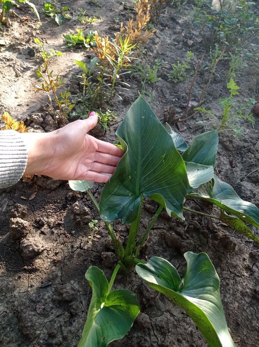 Квітка Калла, кімнатна,