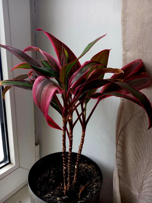 Обмін  кордоліни