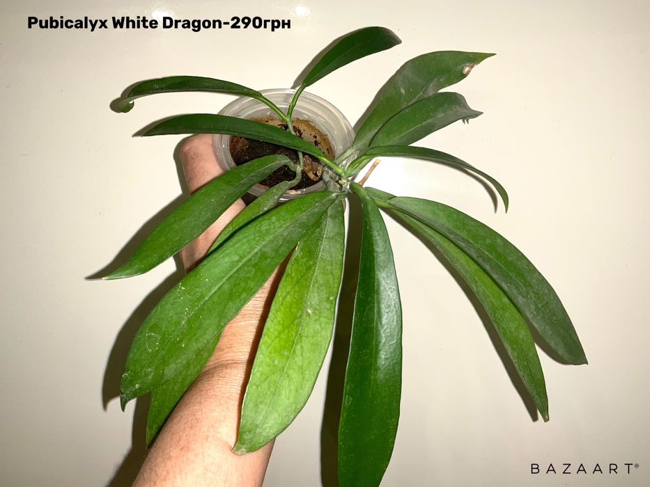 Хойя укорененная сорта