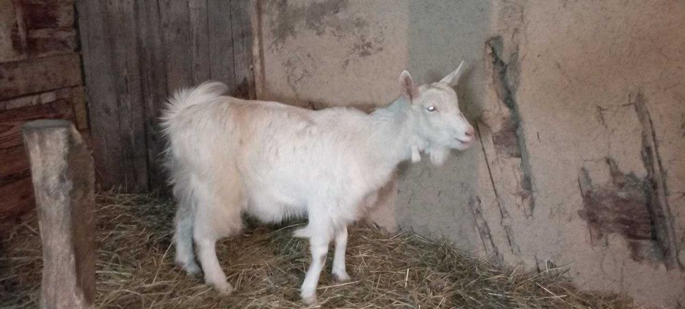 Продаються чудові КОЗИ та ЦАП