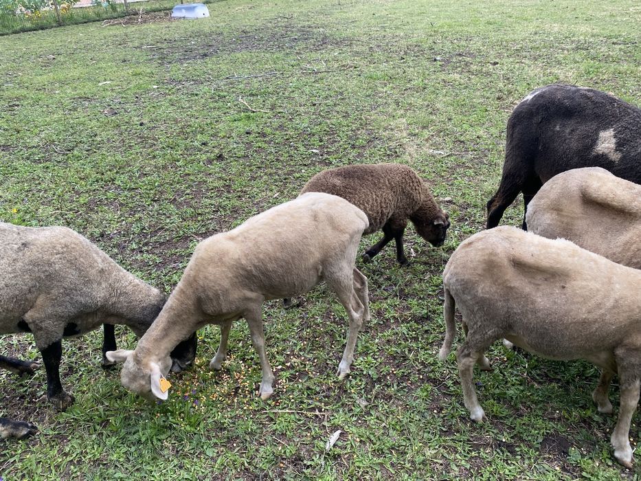 Ovelhas e anhos
