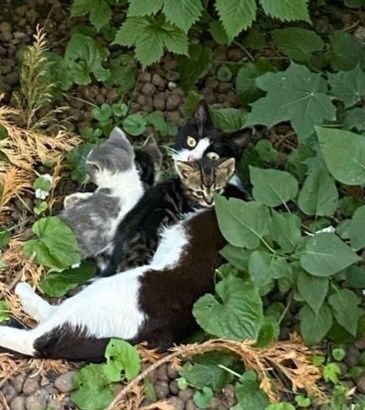 Отдам даром в добрые руки котят
