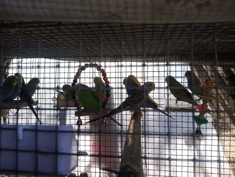 Piriquitos novos