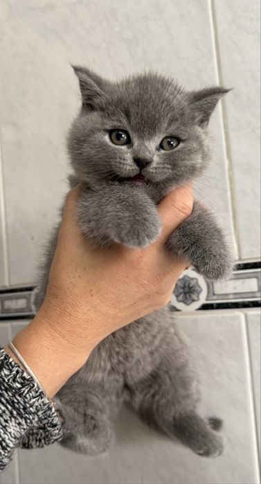 British Shorthair