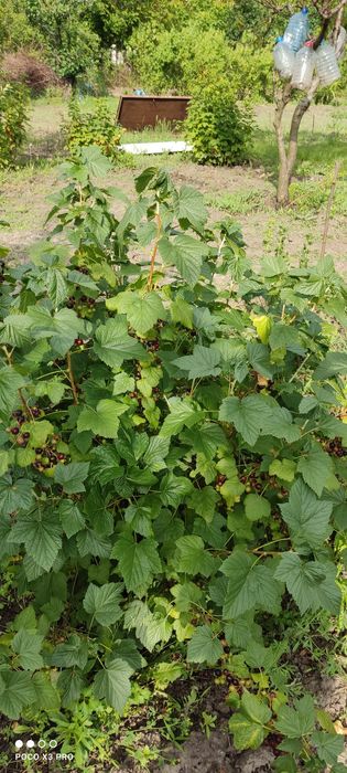 Продам участок 10 сотк "Соловьиная роща"