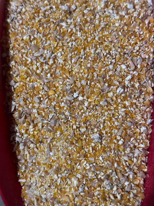 Kukurydza sucha gnieciona